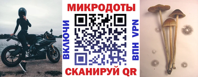 Галлюциногенные грибы Psilocybine cubensis  Снежногорск 
